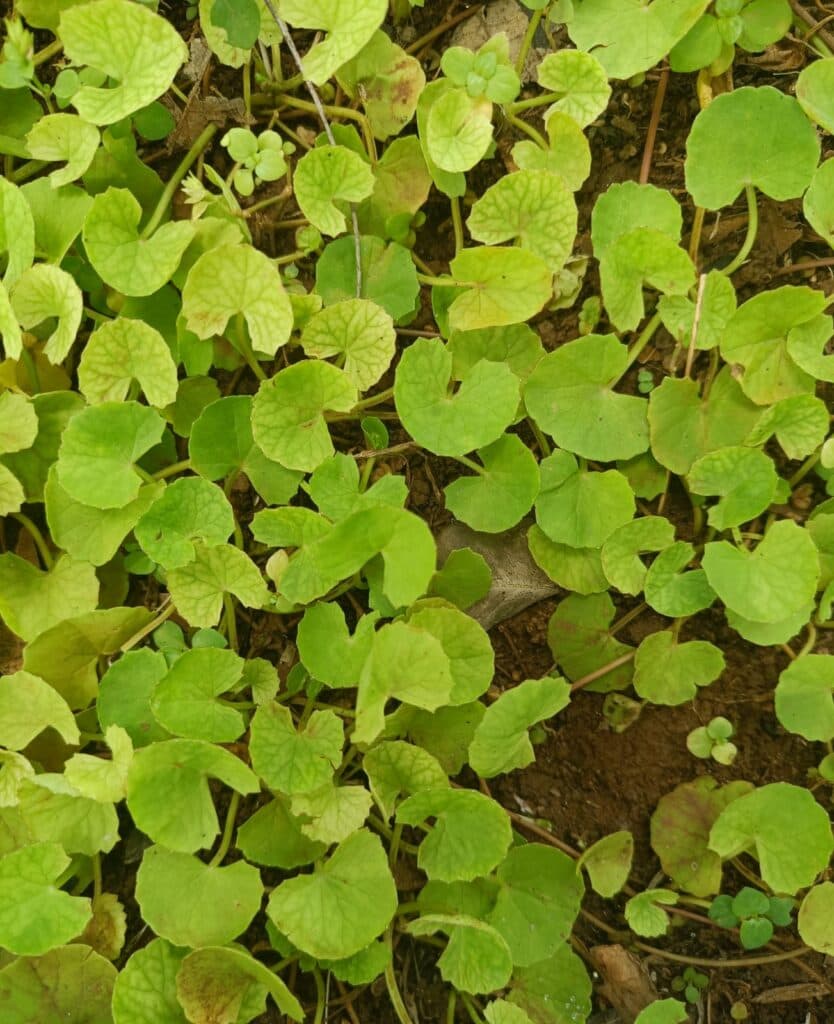 Mandupkarni