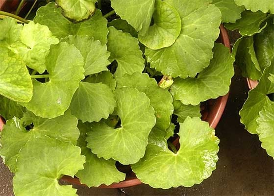 Mandupkarni medicinal plant