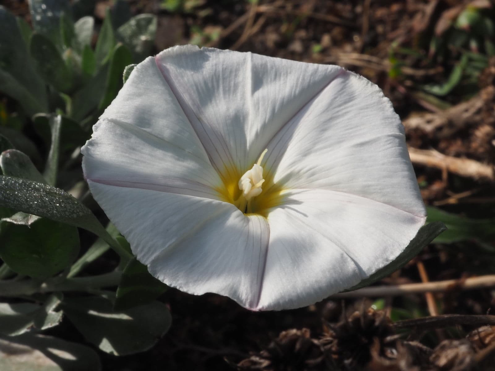 Shankhpushpi medicinal plant