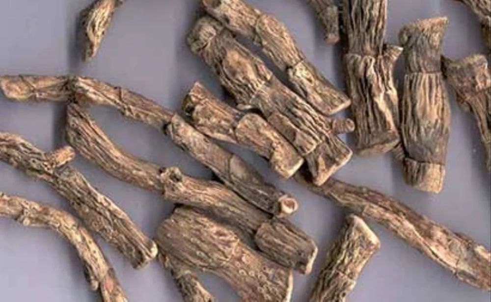 Vacha medicinal plant