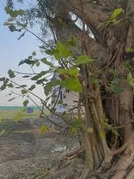 Peepal medicinal plant