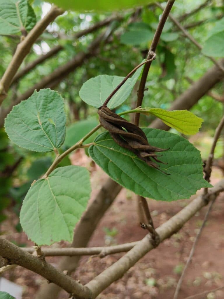 Avartani