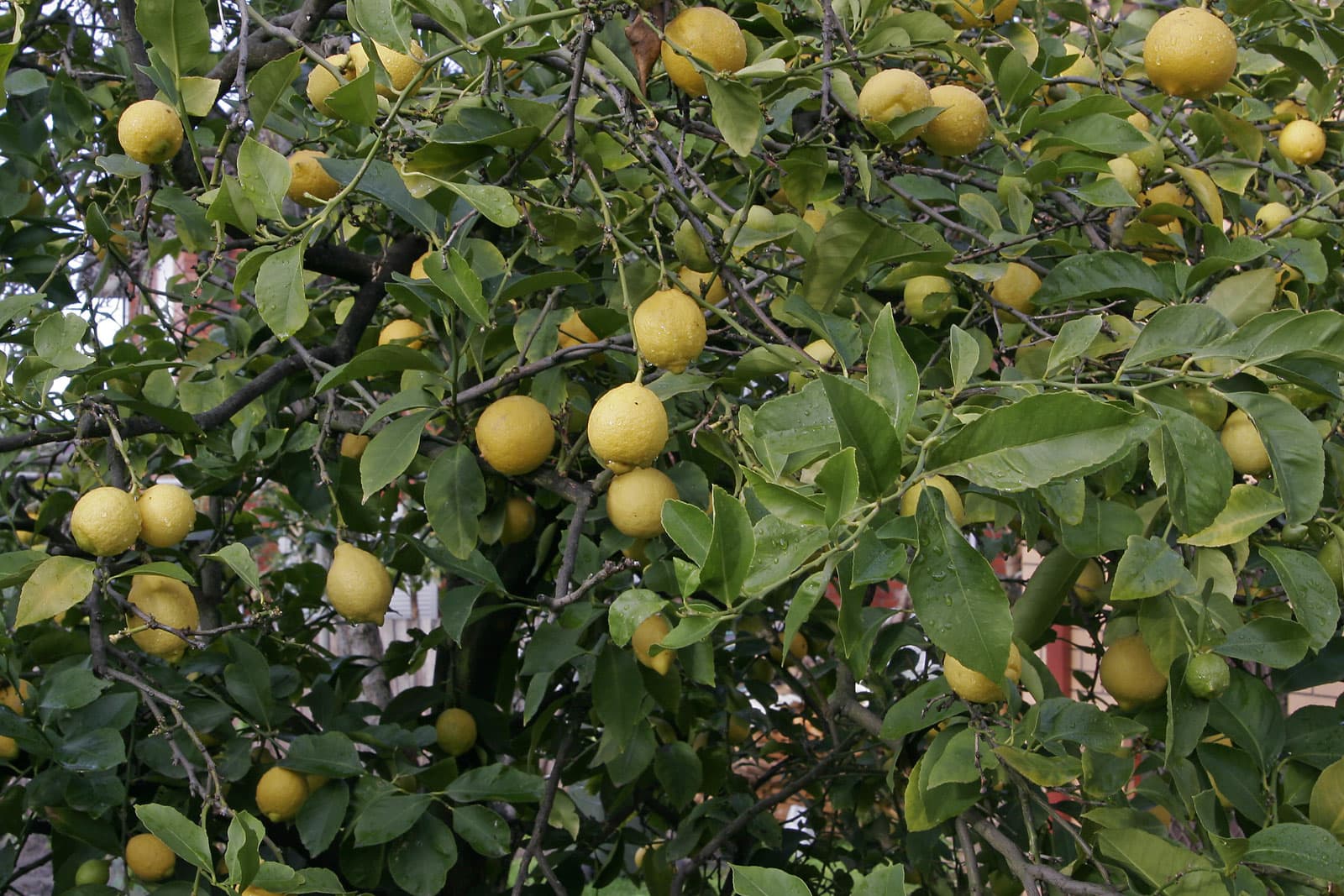 Nimbuka