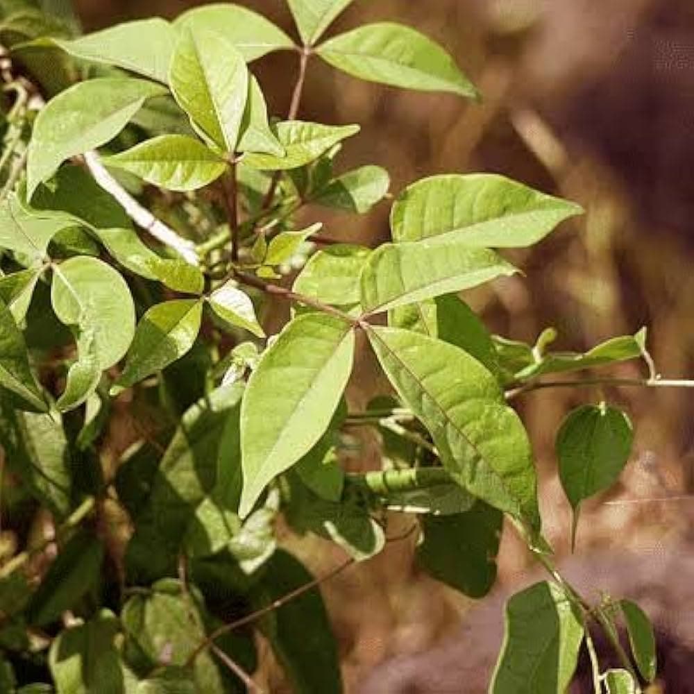 Varun medicinal plant