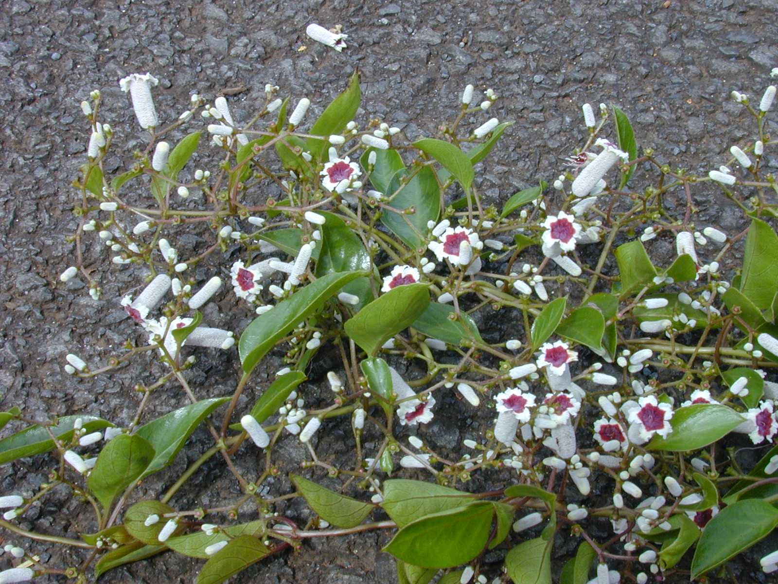 Prasarani medicinal plant