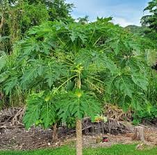 Erandkarkati (Papaya)