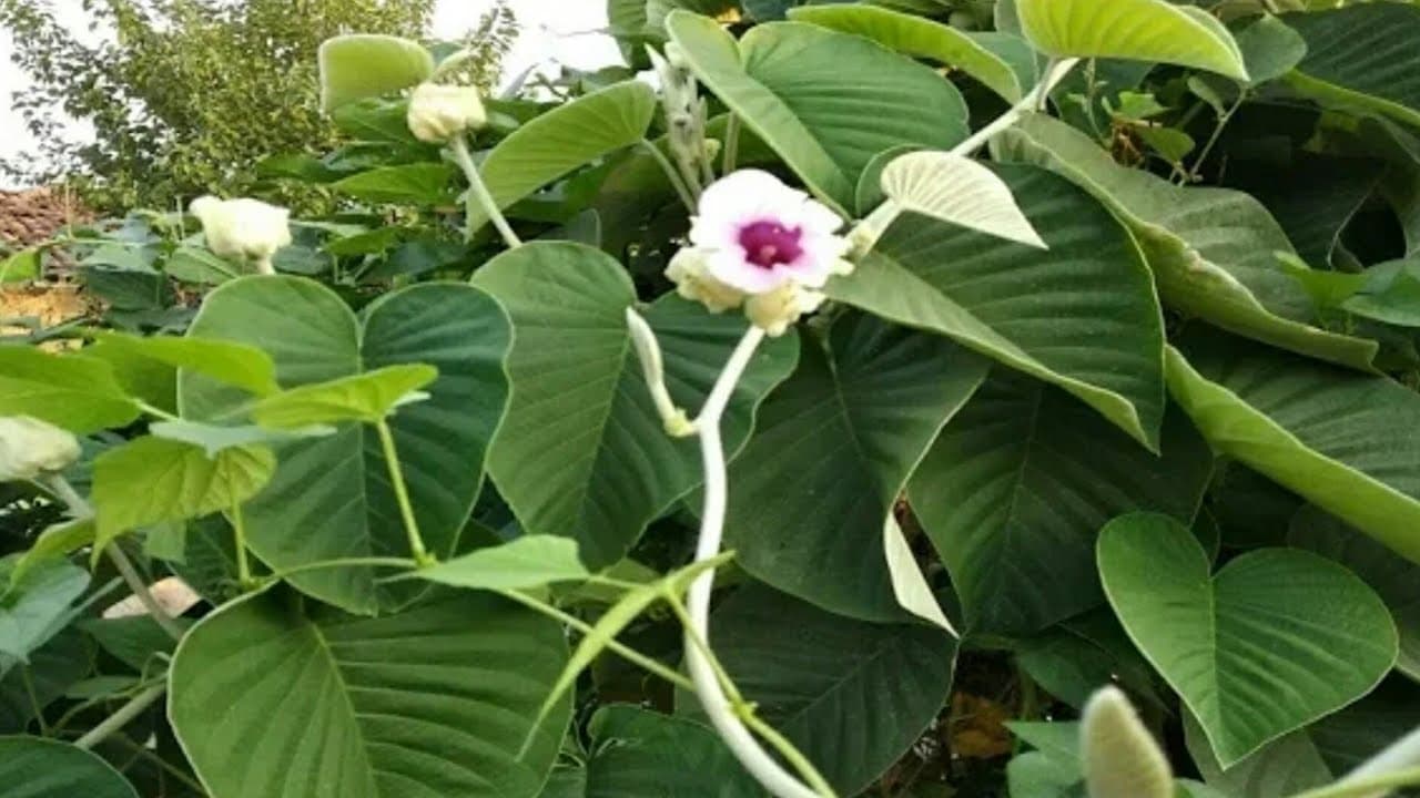 Vidhara