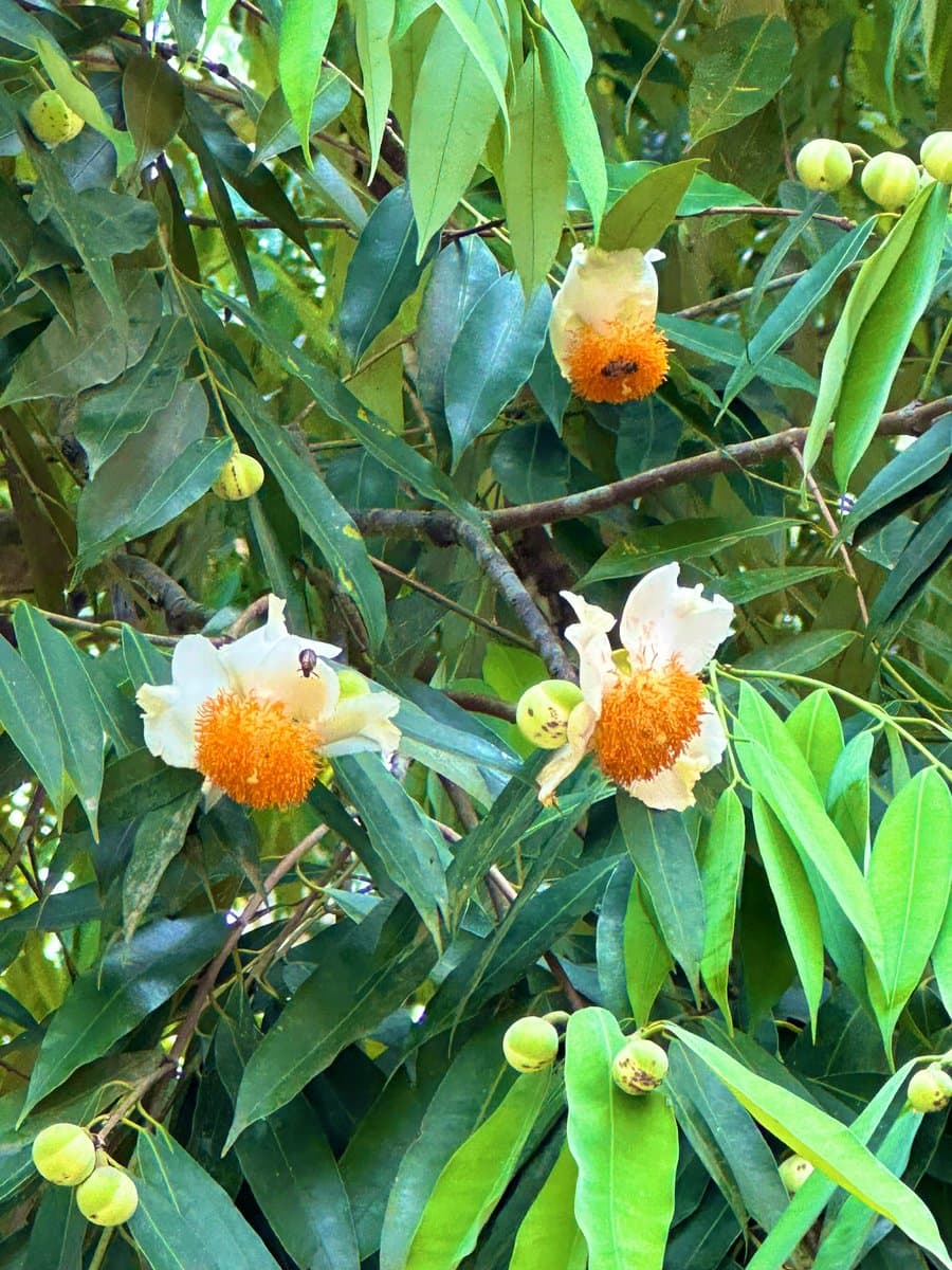 Nagakeshara