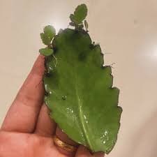 Parnabeeja medicinal plant