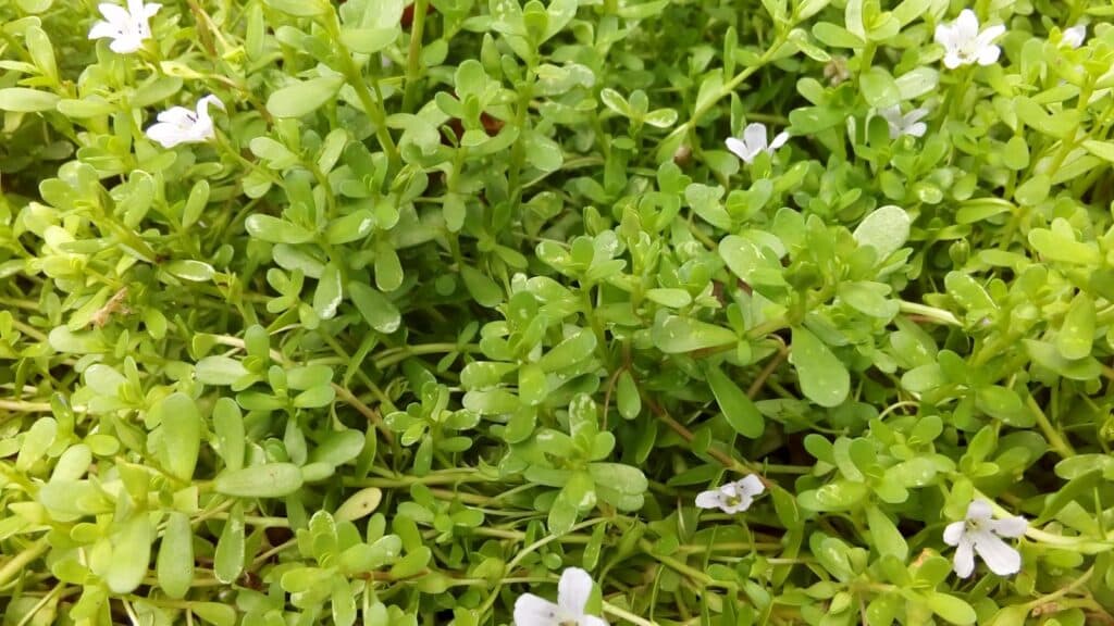 Brahmi