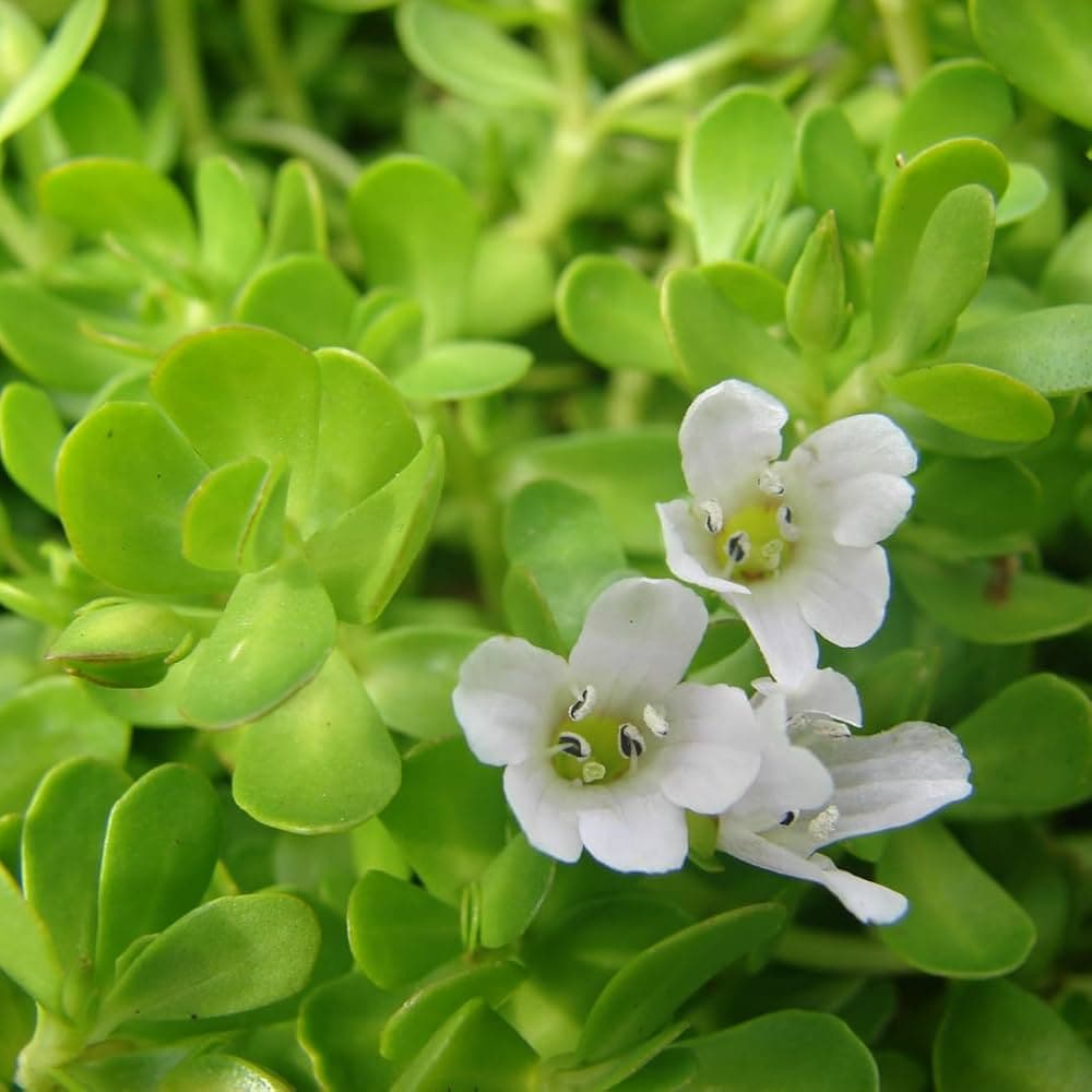 Brahmi medicinal plant