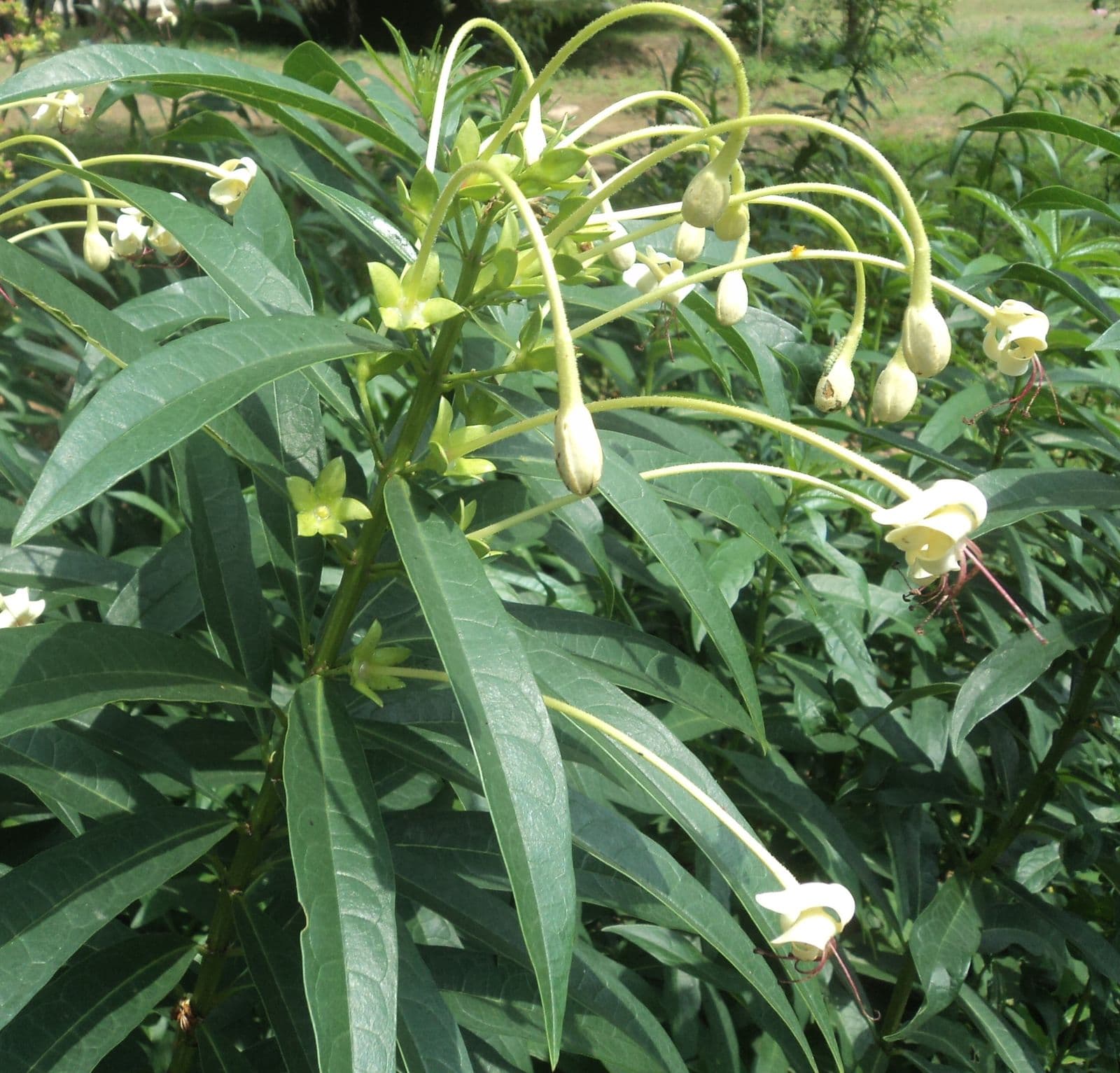 Bharangi