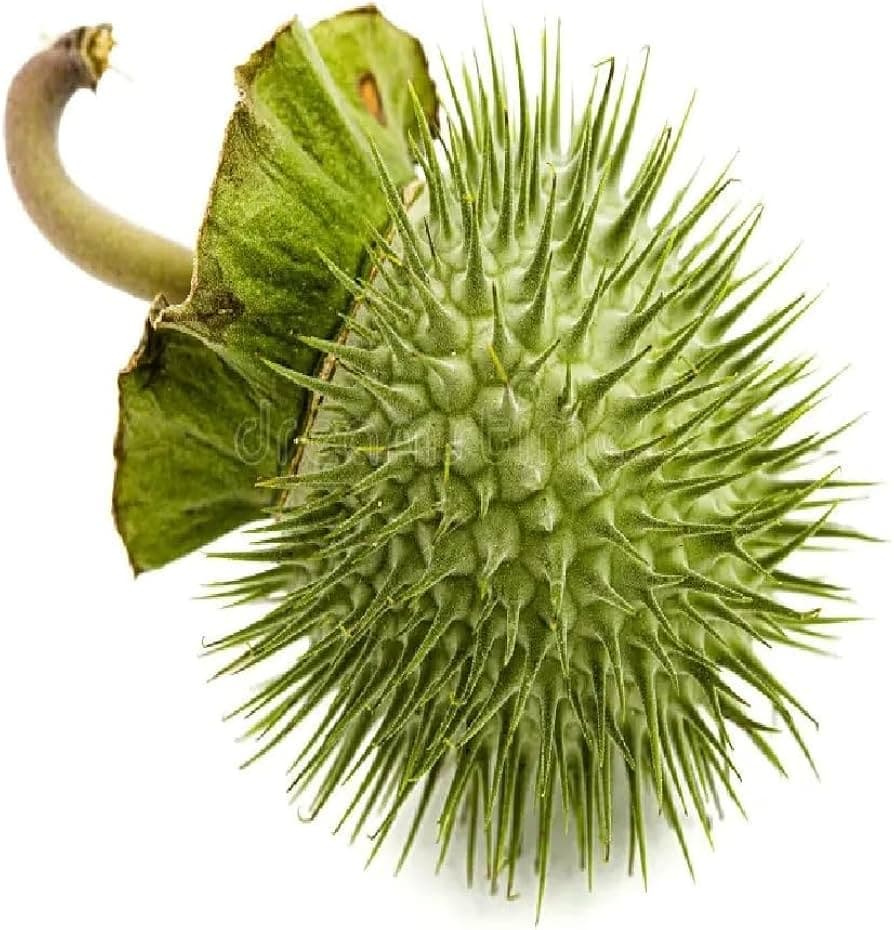 Dhatura medicinal plant