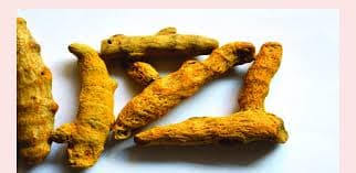 Haridra medicinal plant
