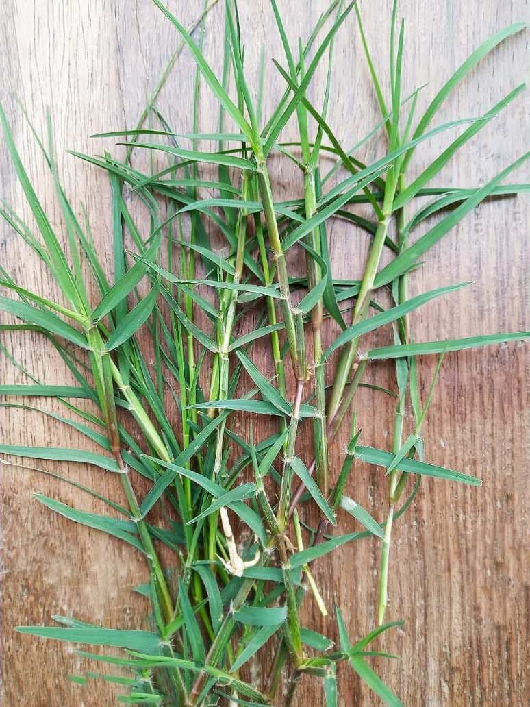 Durva medicinal plant