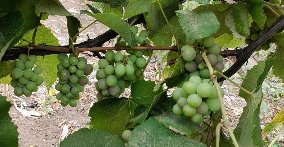 Draksha medicinal plant