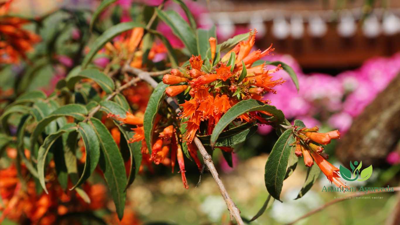 Dhataki medicinal plant