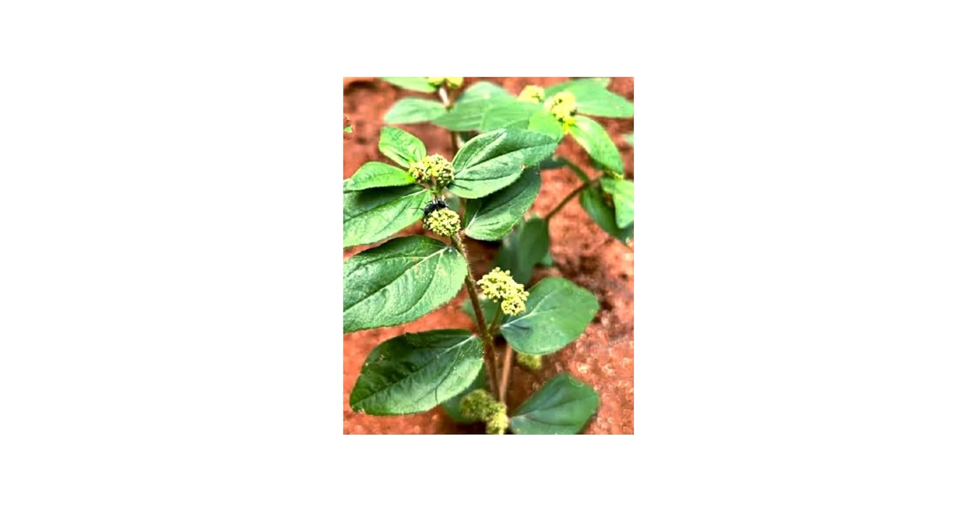 Dugdhi medicinal plant