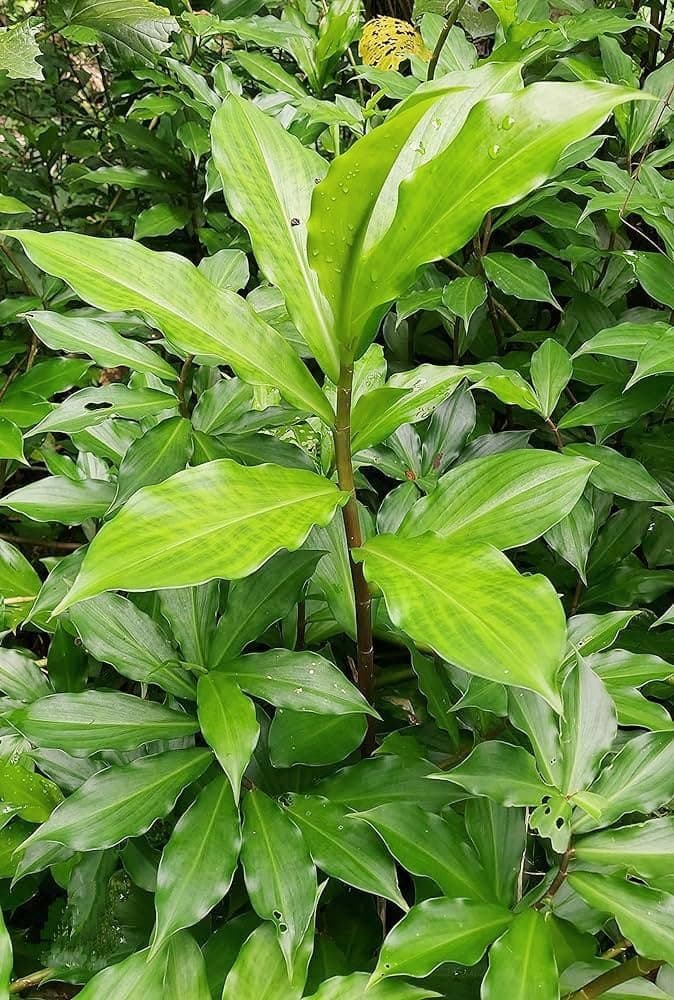 Insulin plant (Insulin plant)