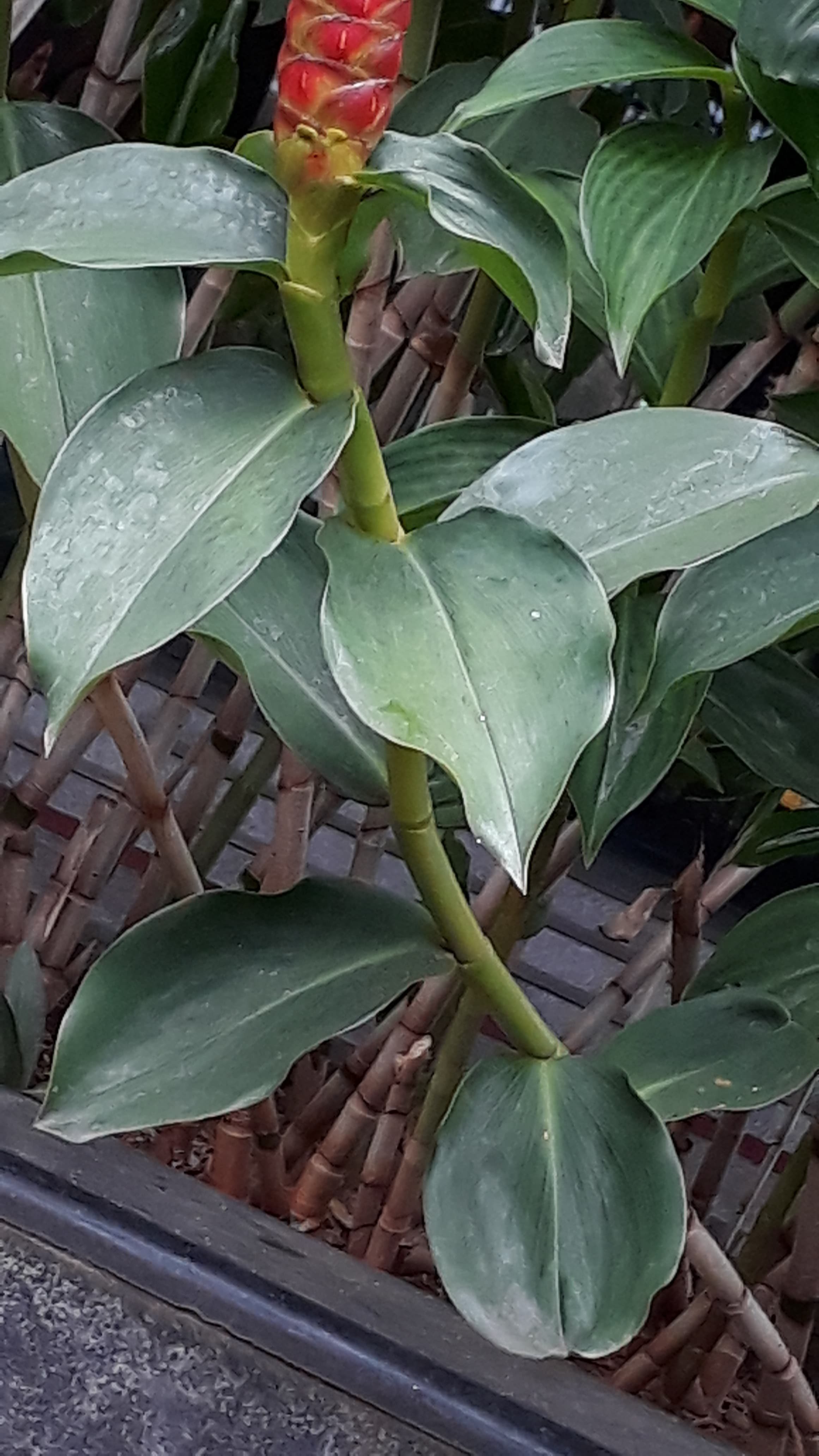 Insulin plant medicinal plant