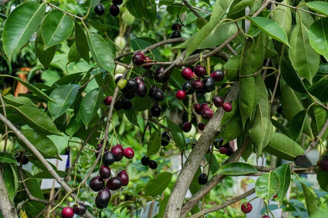 Jamun