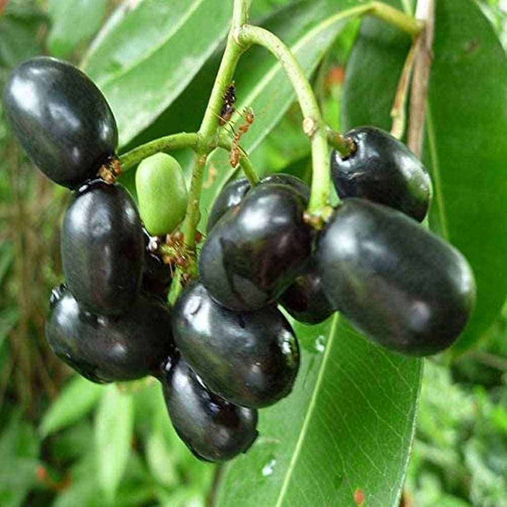 Jamun medicinal plant