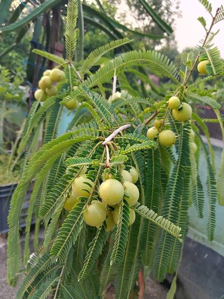 Amalaki