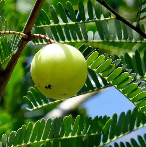 Amalaki medicinal plant