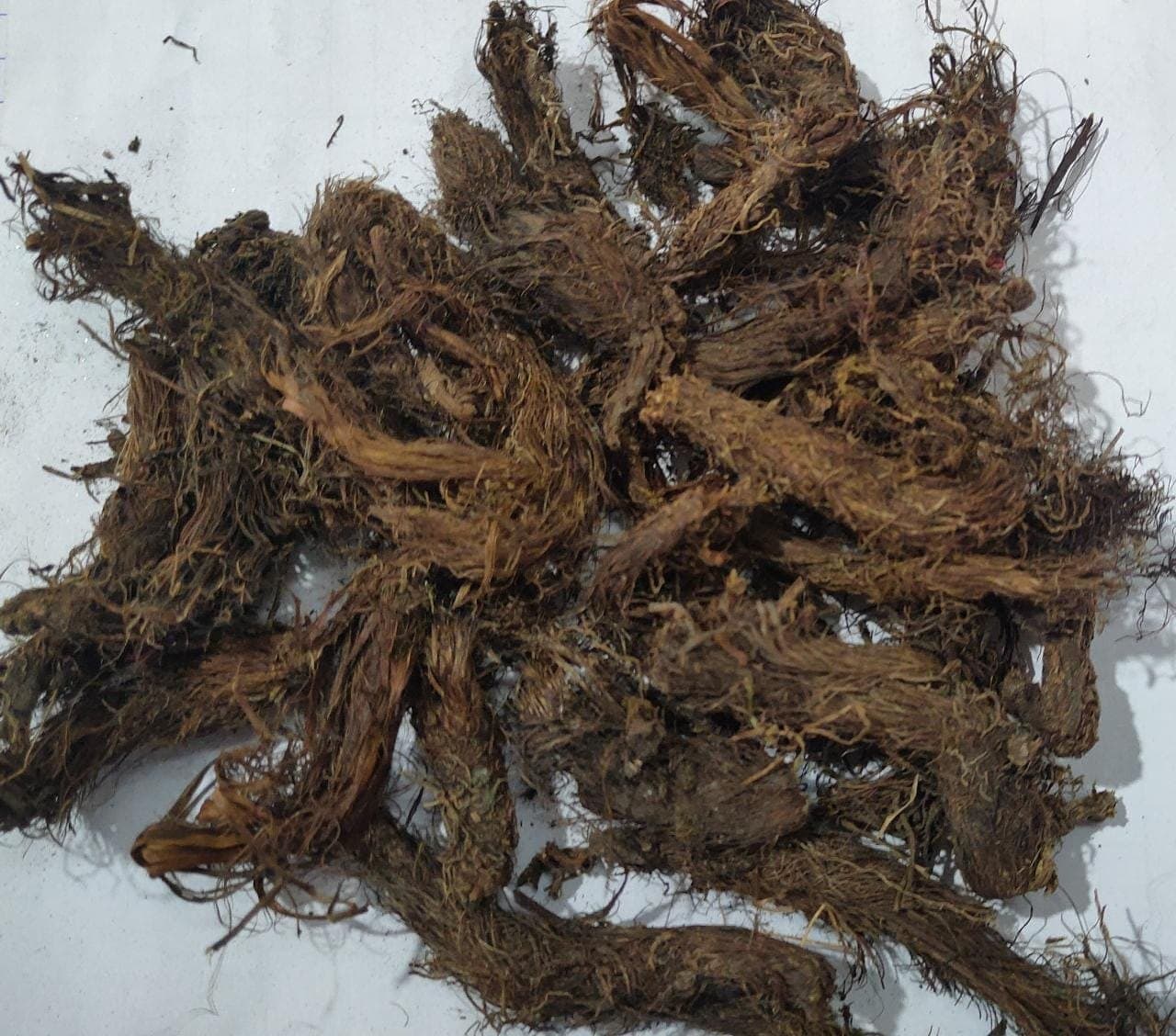 Jatamamsi medicinal plant