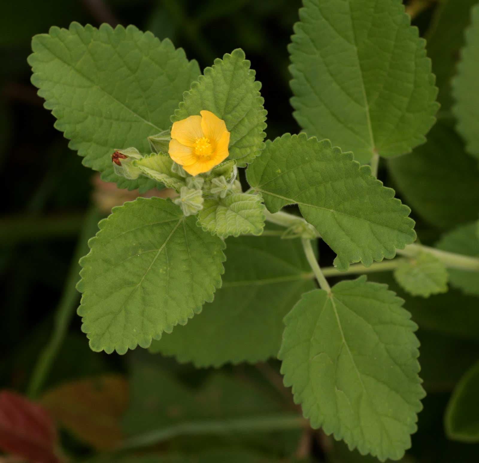 Bala medicinal plant