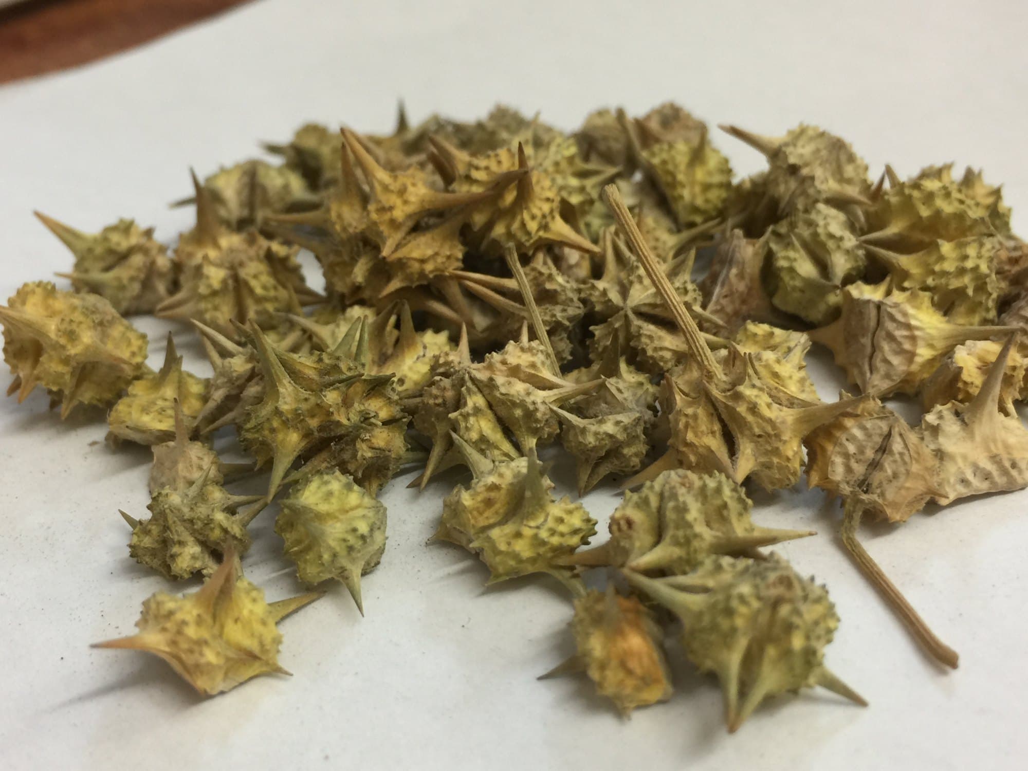 Gokshura medicinal plant