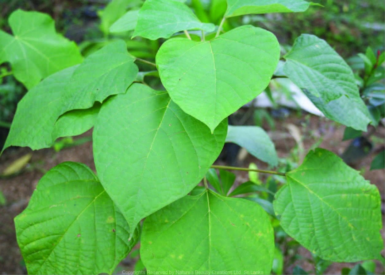 Gambhari