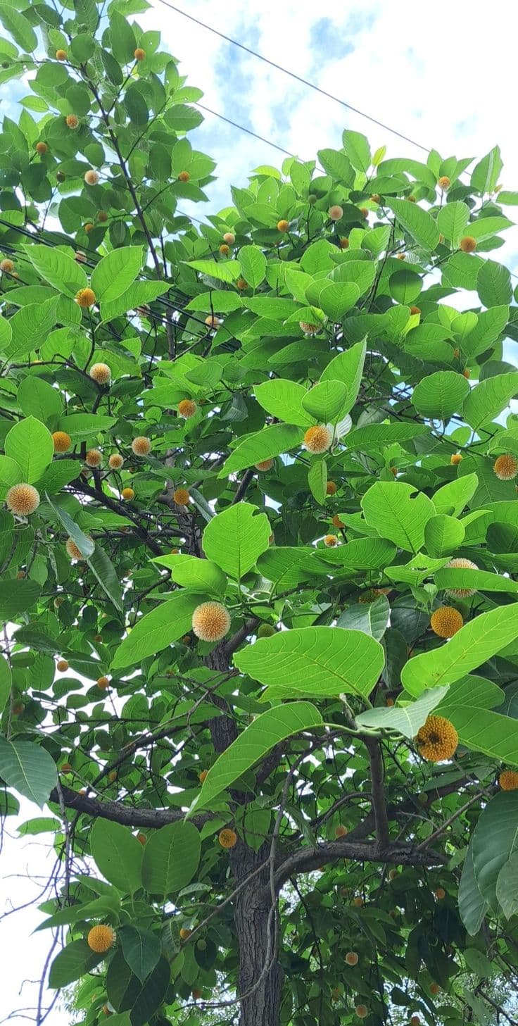 Kadamba
