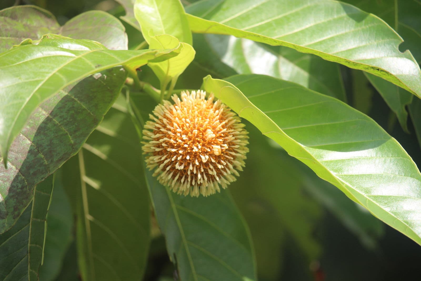 Kadamba medicinal plant