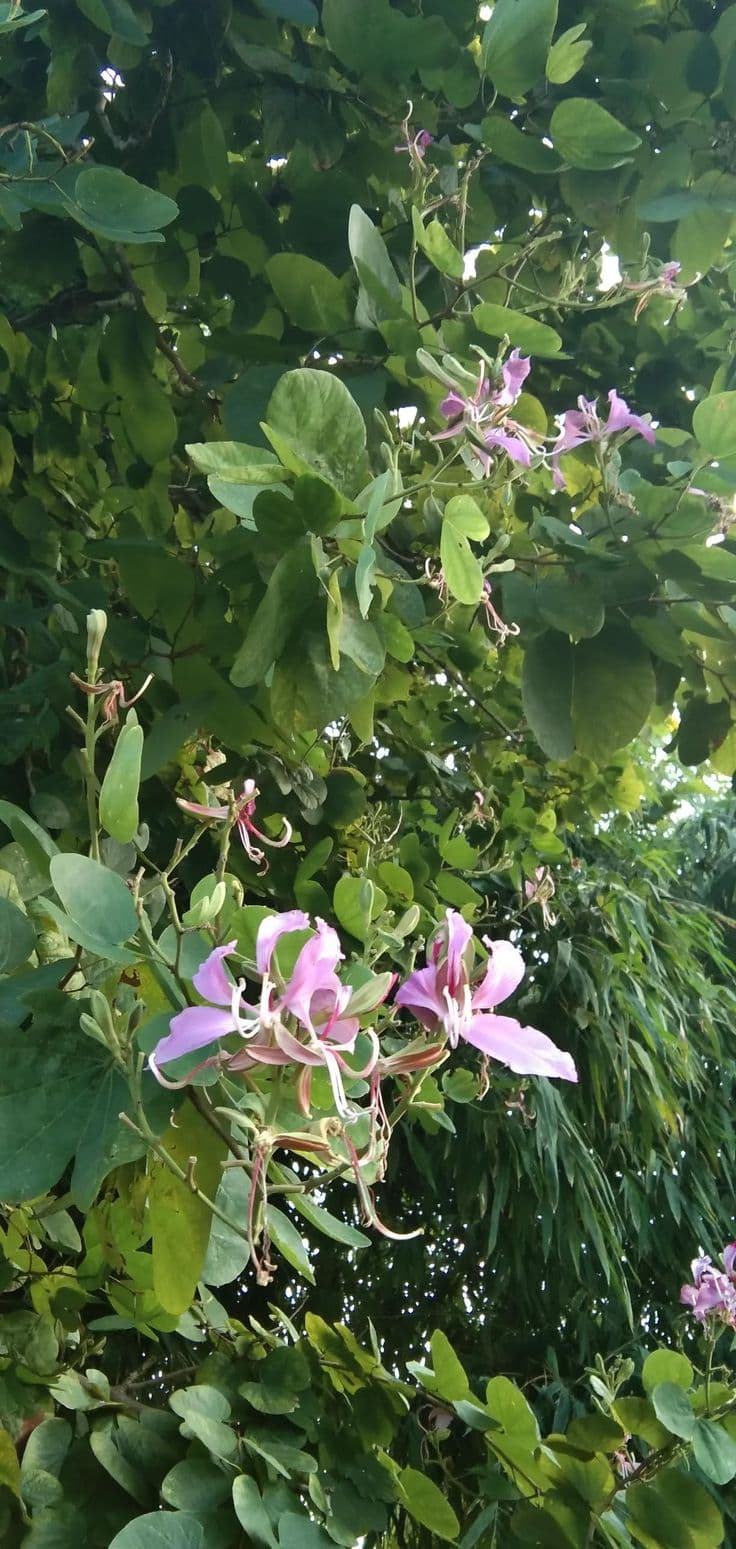 Kanchnar medicinal plant