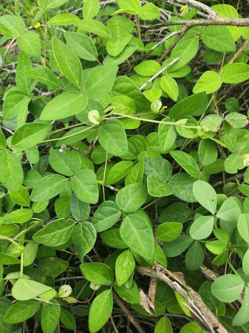 Kulattha