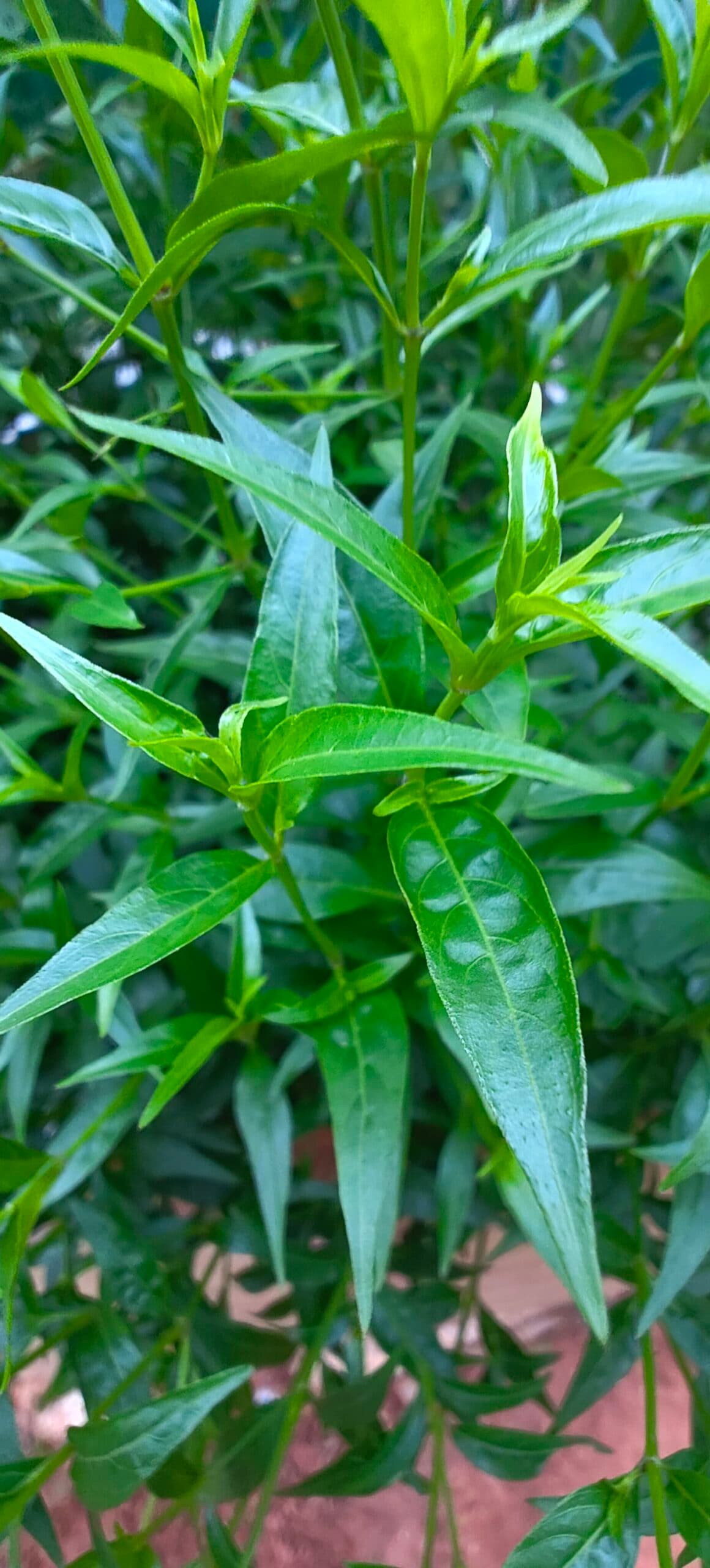Kiratatikta