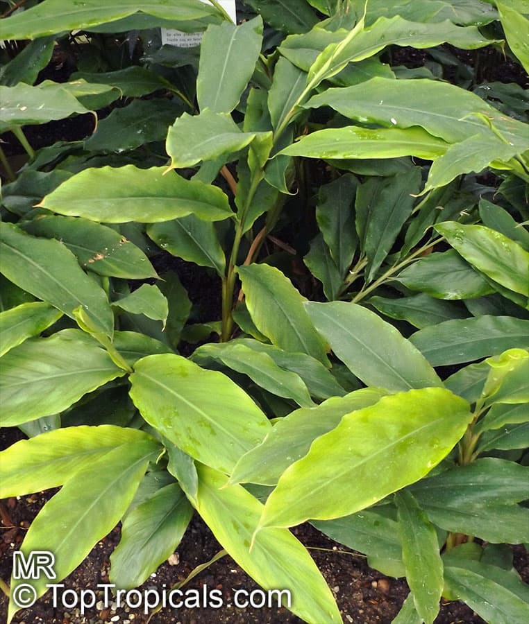 Kulanjana