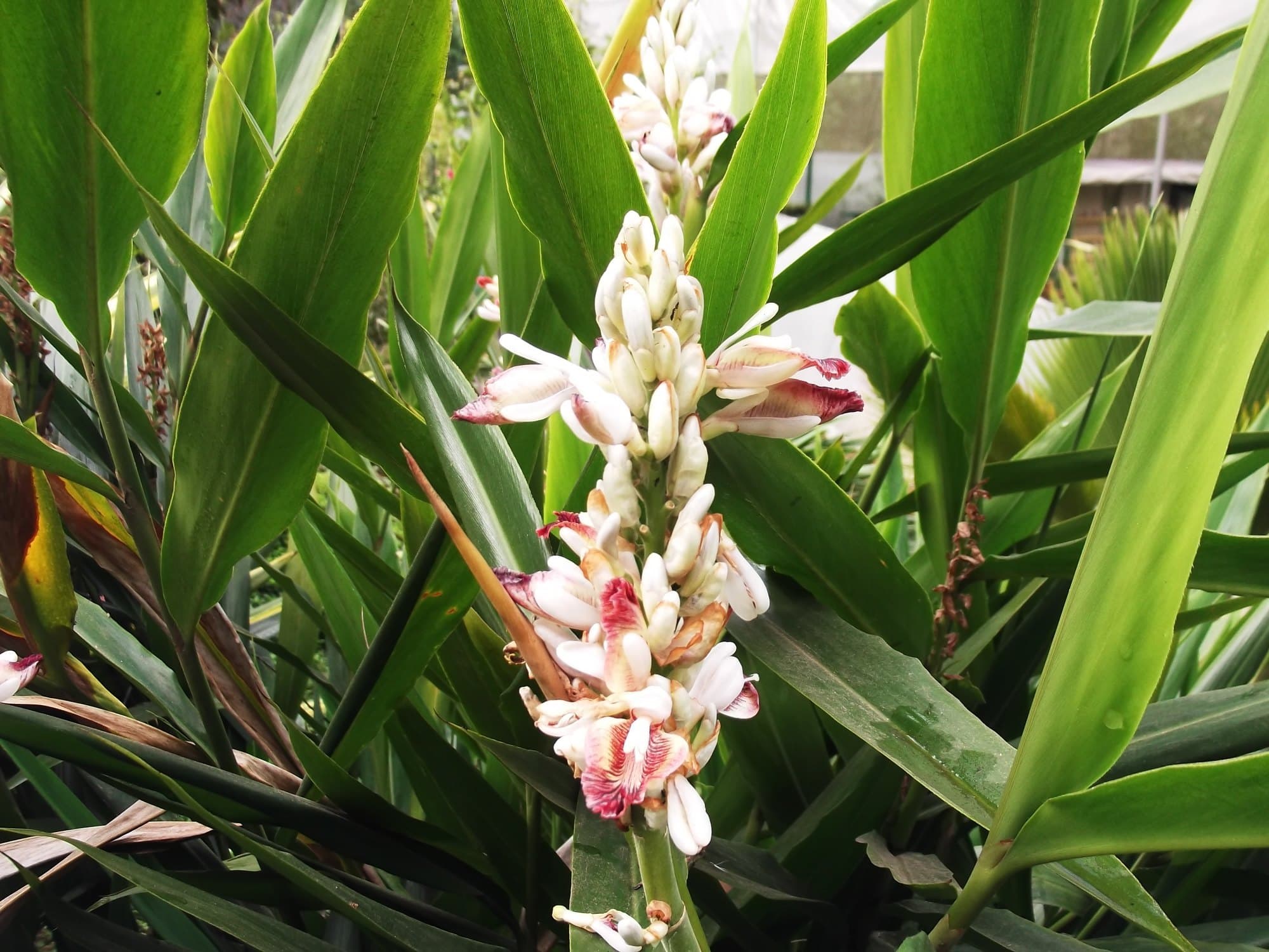 Kulanjana medicinal plant