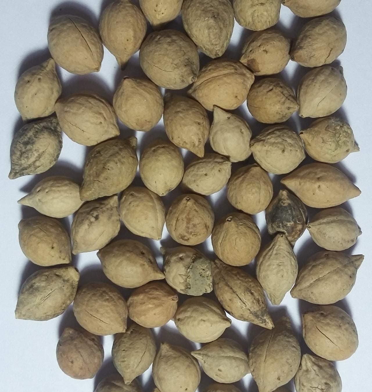 Putranjeevak medicinal plant