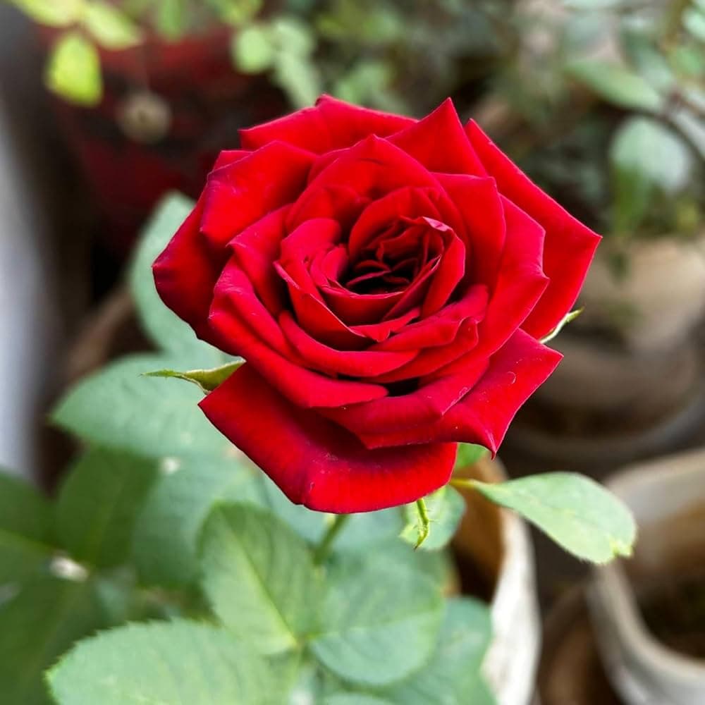 Rose medicinal plant