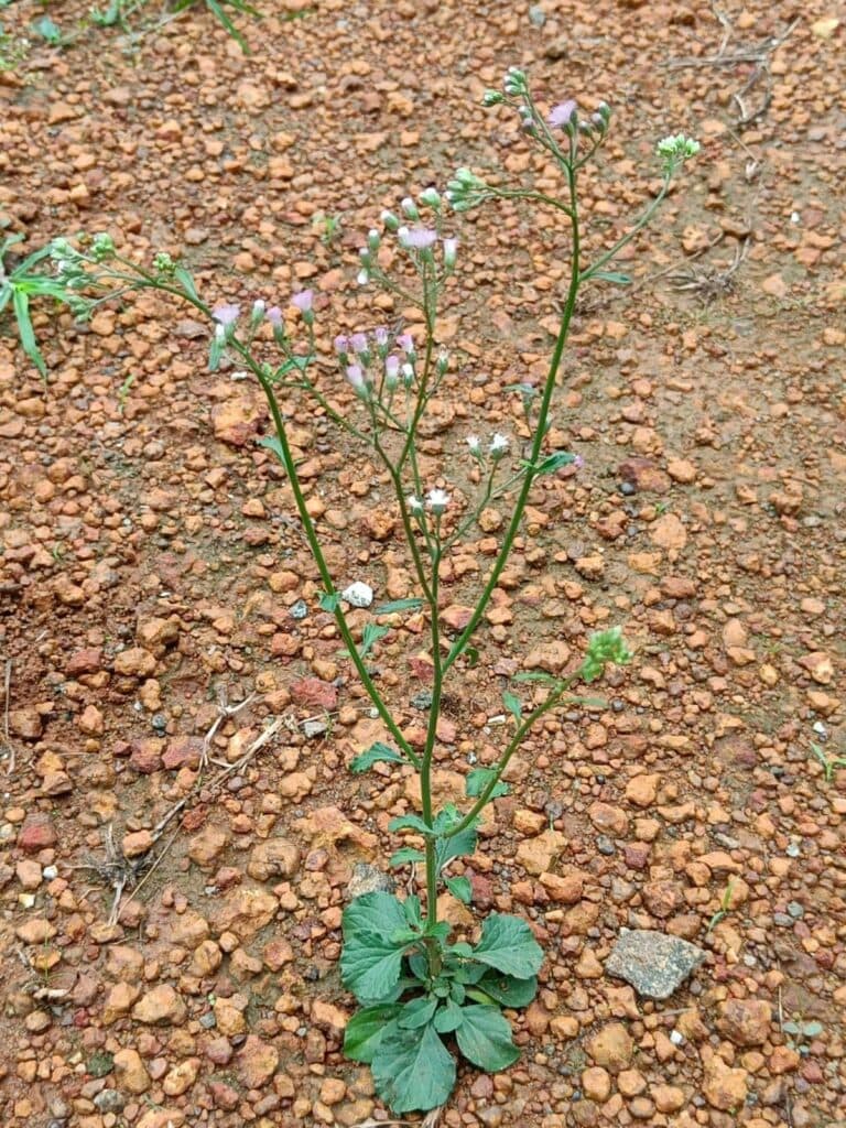 Sahadevi medicinal plant