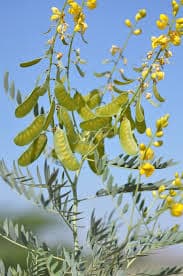 Sanay medicinal plant