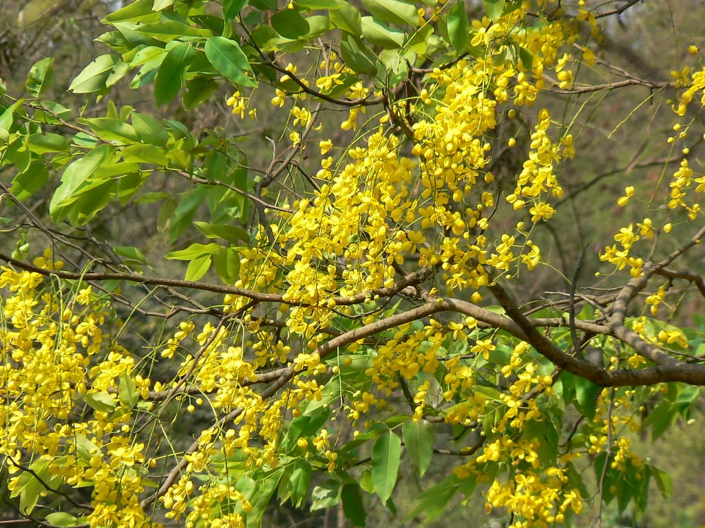 Amaltas
