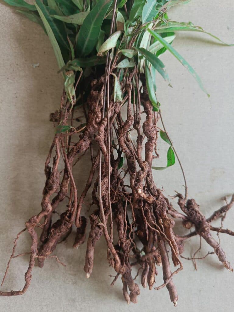 Sariva medicinal plant