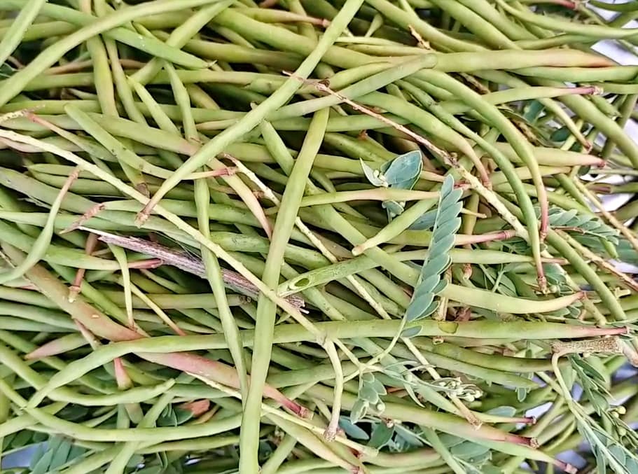 Shami medicinal plant