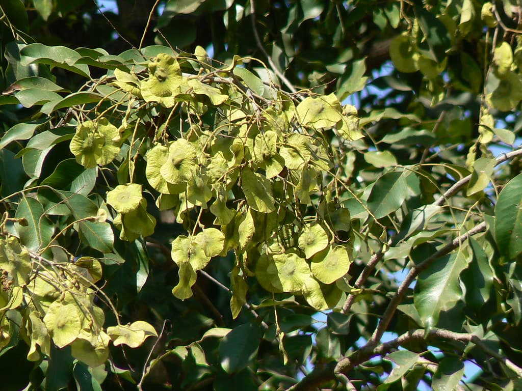 Vijaysar
