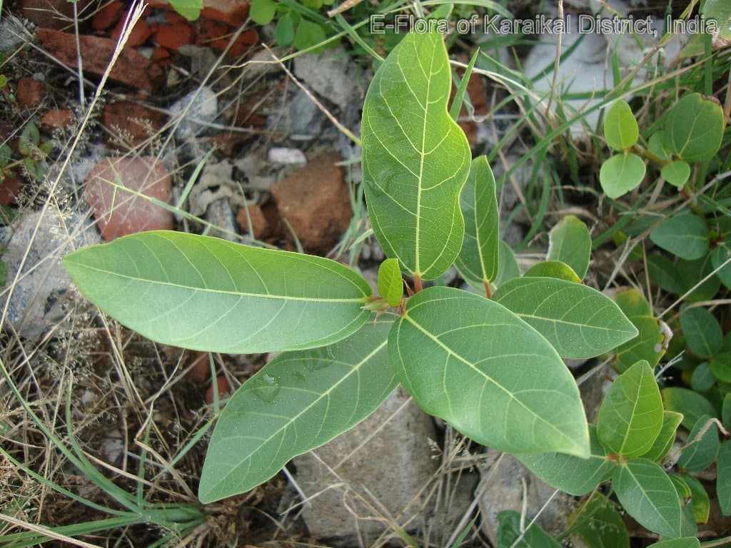 Udumbar