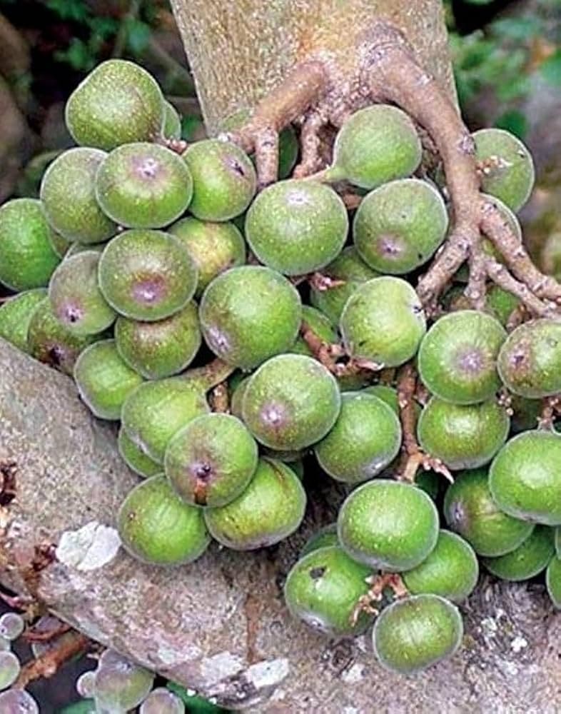 Udumbar medicinal plant
