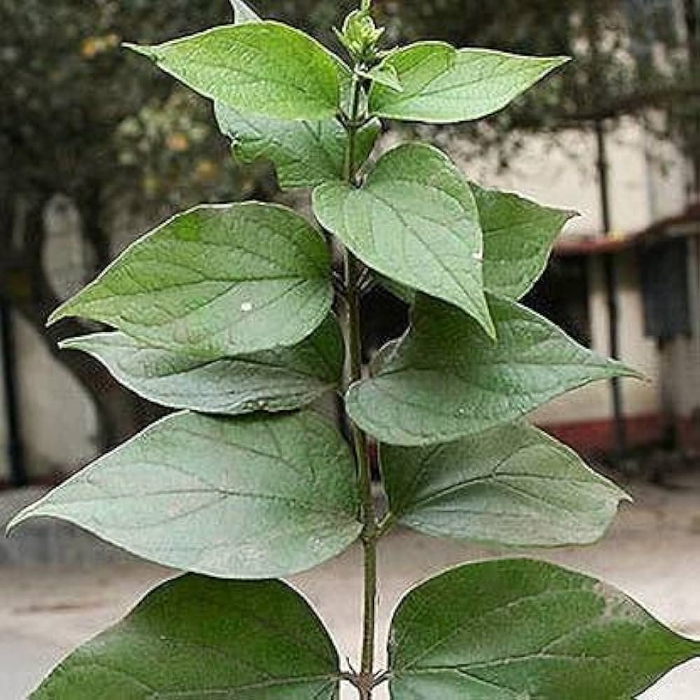 Parijata medicinal plant